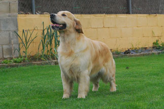 cachorros golden retriever